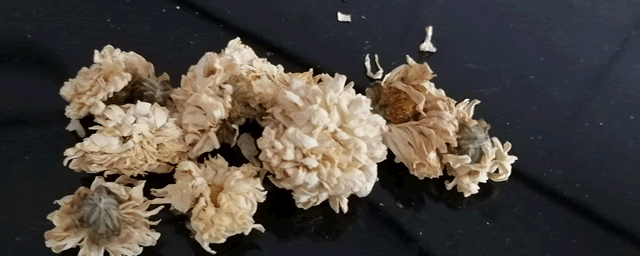 菊花什么时候扦插最好