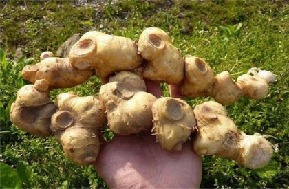 黄精种植难在什么地方？