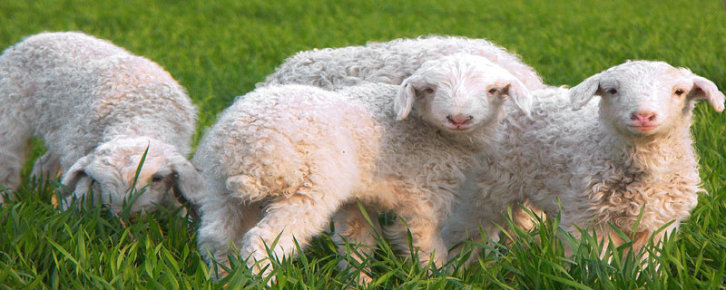 小尾寒羊一胎产几只