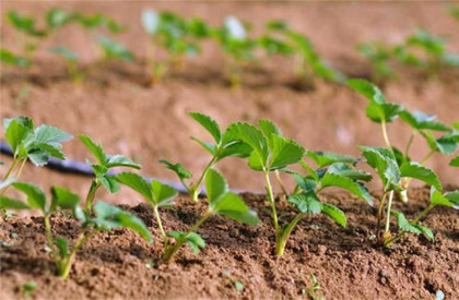 草莓幼苗该怎么挑选？
