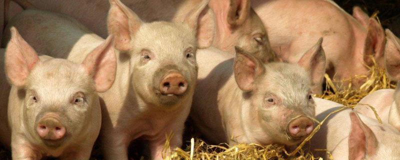 仔猪打了补铁针全死了补铁针打在小猪的什么位置