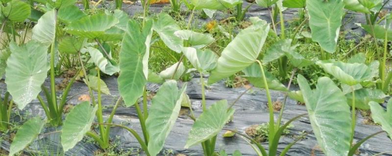 芋头盆景的种植方法什么时候种植合适