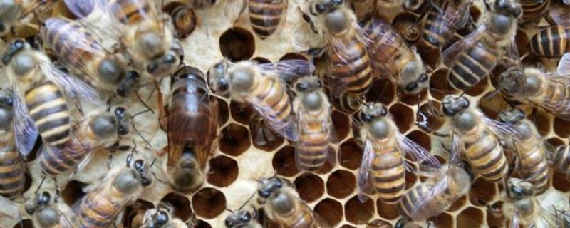 中蜂仓王和阿坝王的区别中蜂仓王是怎么育出来的