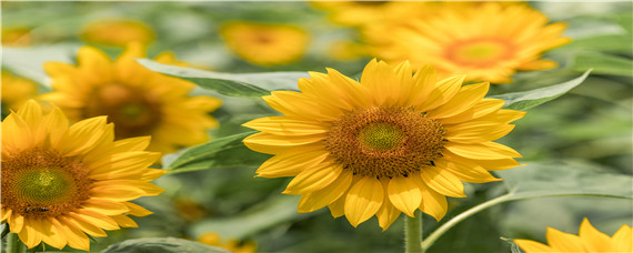 向日葵鲜切花花期是多久