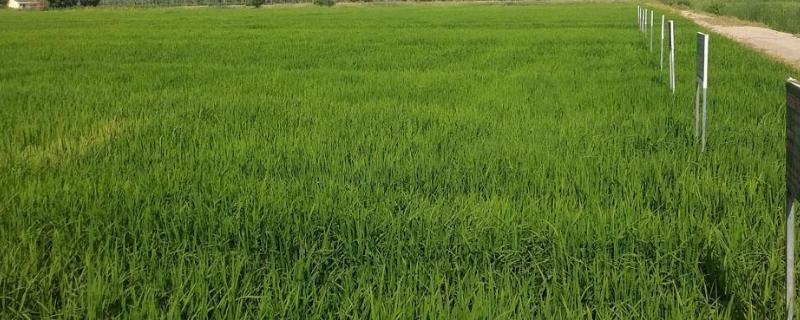 直播水稻除草剂方案直播水稻除草剂打过多久能施肥?