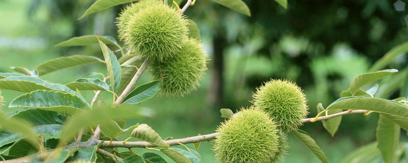 板栗种植技术与管理种植多久才结果