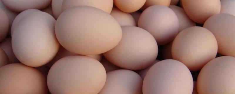 饲料鸡蛋有激素吗怎么区分土鸡蛋和饲料鸡蛋