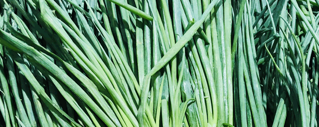 小葱的种植方法与时间