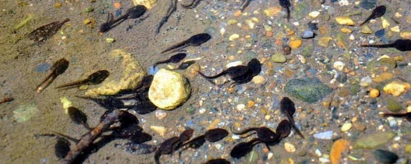 蝌蚪不吃不喝能活几天要吃什么才能养活