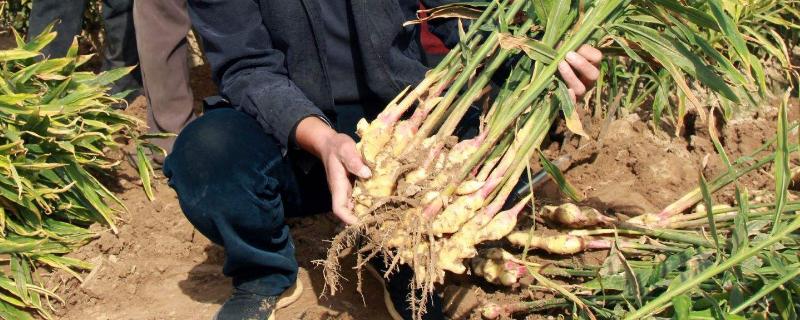 平膜栽培大姜播种时间姜种怎么留种姜