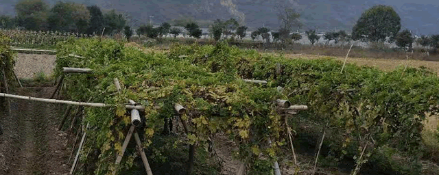 矮高粱种植及产量