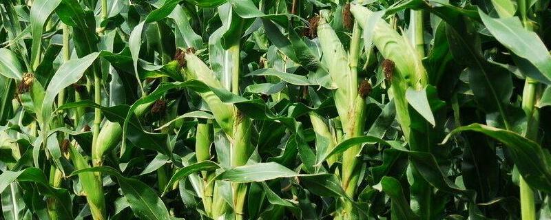 富民105玉米种审定号附简介