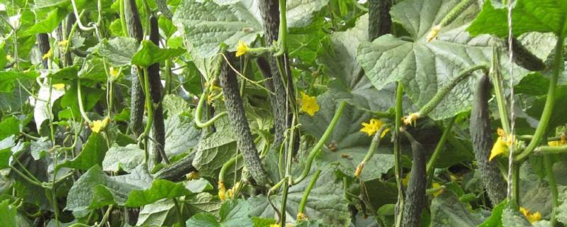 2月适合种植什么菜2月适合种植什么水果