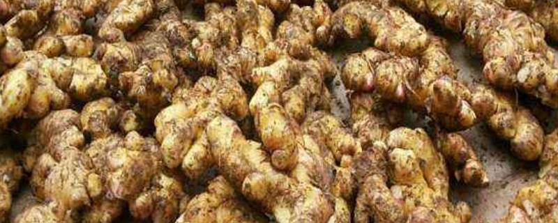 种植姜的方法如下一亩地出多少姜