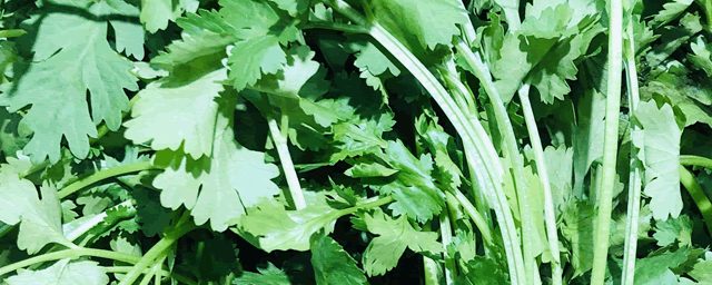 香菜种植技术和时间