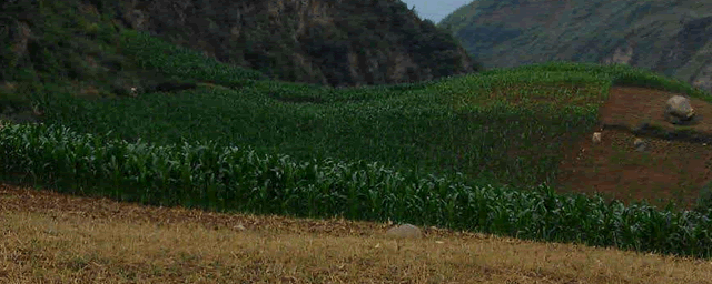 玉米春播期管理五要点