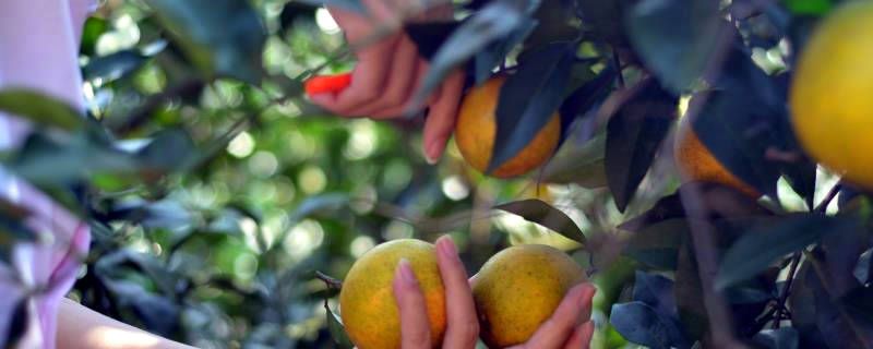 果树什么时候剪枝