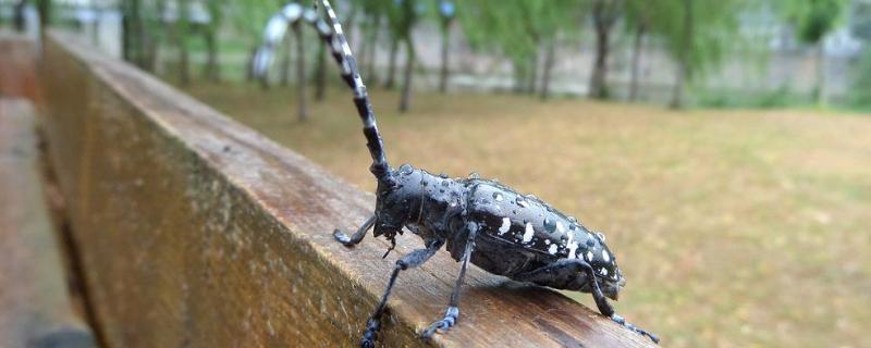 天牛的外形和特点是什么天牛的显著特征是什么