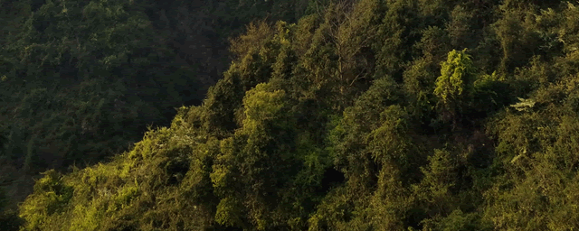 黄芩什么时候种植