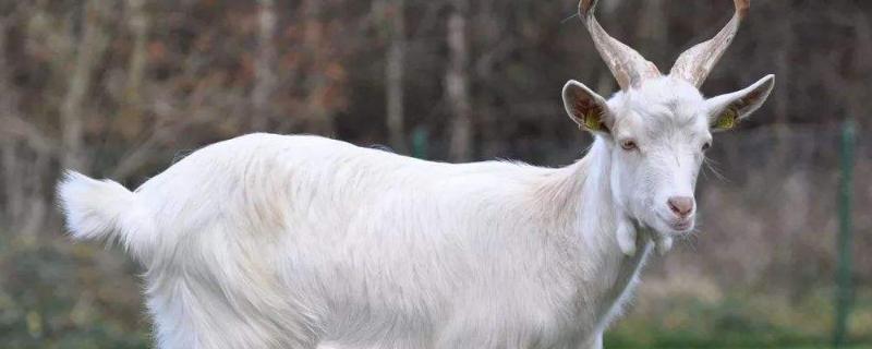 山羊怀孕几个月生产怀孕多久后可以看出来