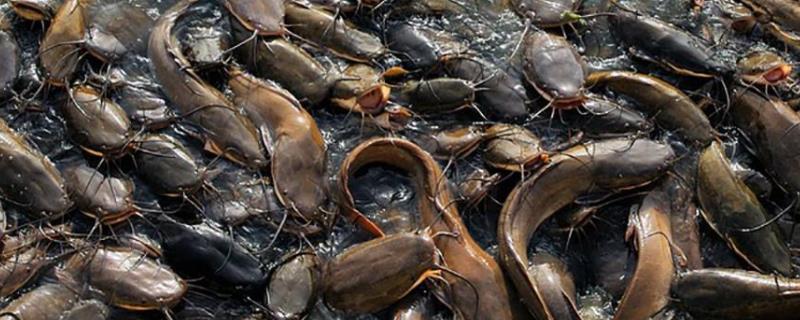 鲶鱼养殖条件和要求一般吃什么饲料为主