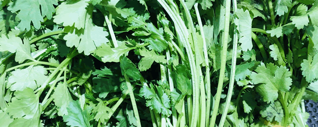 立秋后香菜如何管理