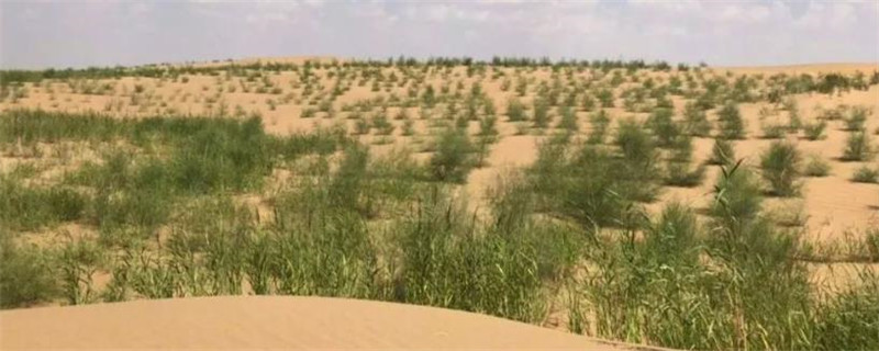 梭梭树和梭梭草的区别