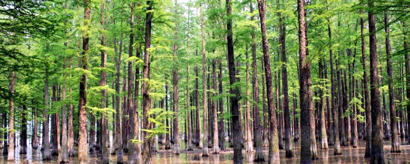 水杉是常绿还是落叶