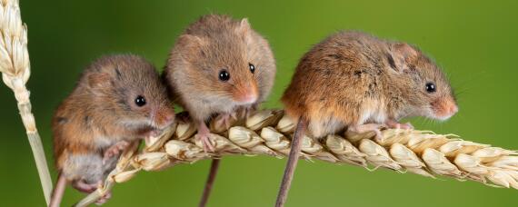 老鼠繁殖期是多少天