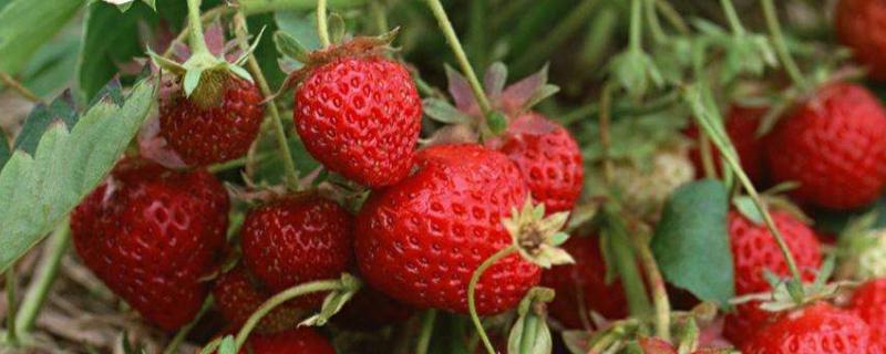 草莓断头病用什么药防治是什么原因引起的