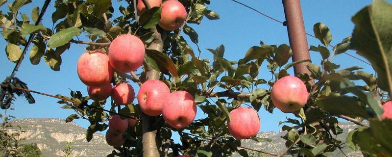 矮砧密植田间管理优势矮砧密植苹果种植的自然条件