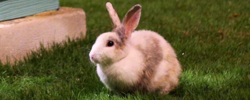 兔子过冬怎么过