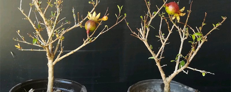 石榴盆景怎么过冬
