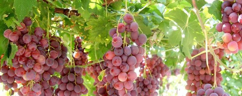 葡萄收获期管理收获与采摘的季节是什么时候