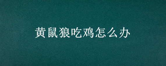 黄鼠狼吃鸡怎么办
