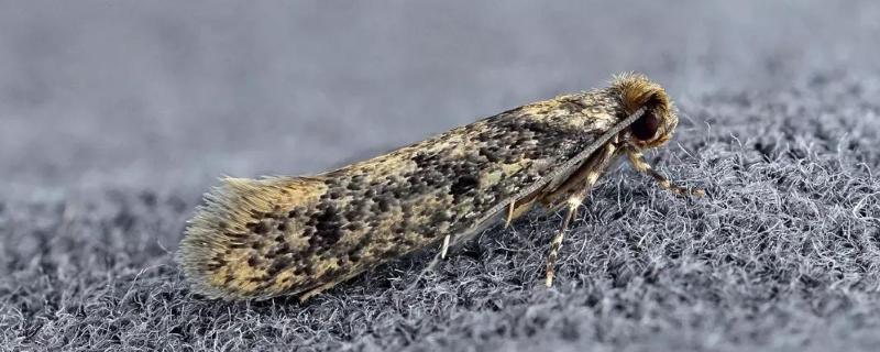 衣蛾幼虫对人有危害吗如何彻底消灭