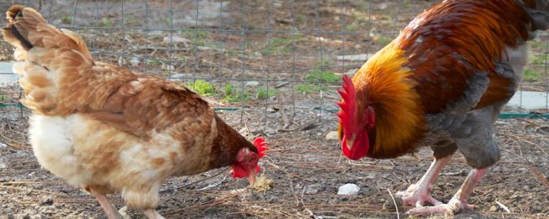 鸡一般多少斤一只烧鸡多少斤