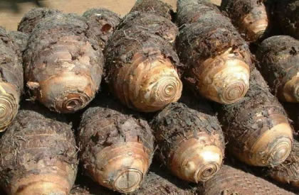 我国哪些地方产的香芋最出名？