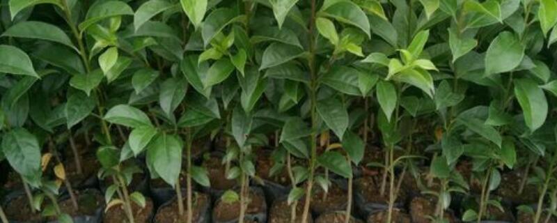 冬青适合种在院子吗