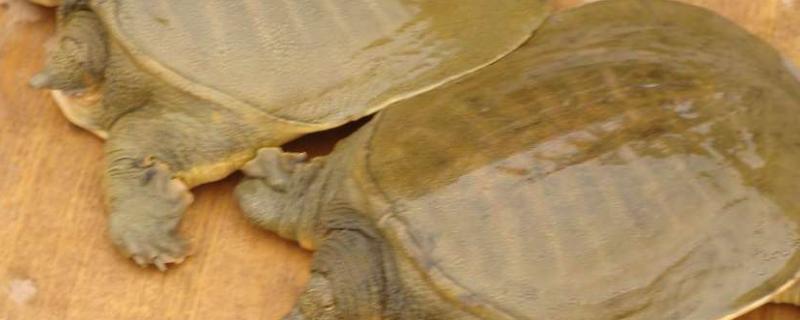 甲鱼晚上躲在什么地方以什么为食