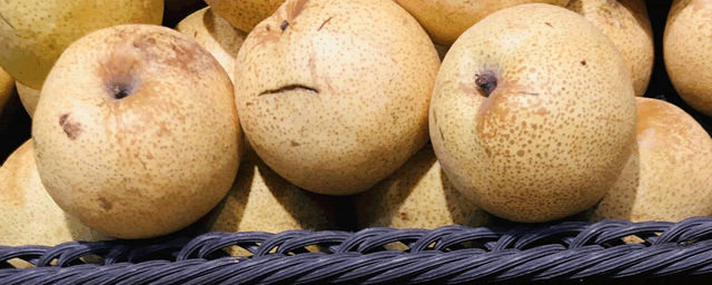 早熟梨品种介绍