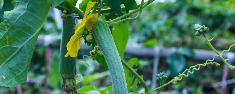 丝瓜是果实还是种子