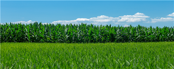 河南省种植面积最大的农作物