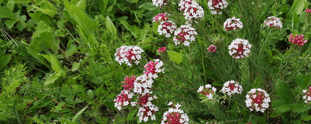花菜的种植方法和时间