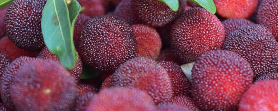 杨梅的种植条件