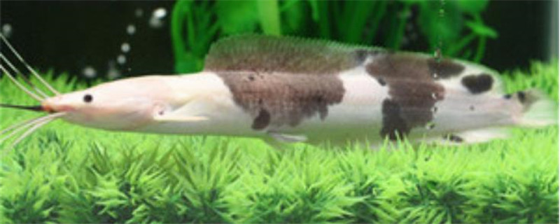 小丑武士鱼能长多大