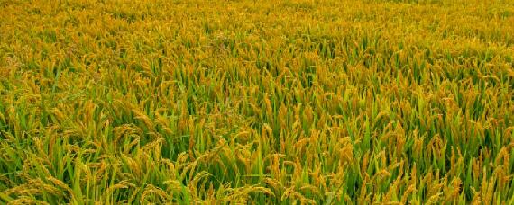 旱糯303水稻品种介绍