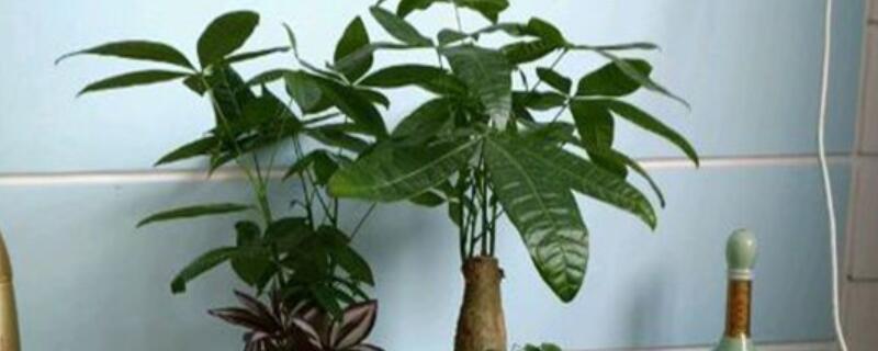 发财树寓意是什么