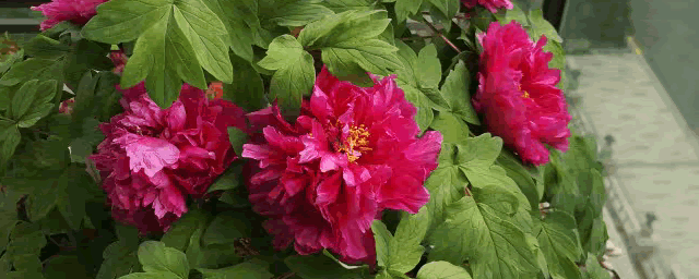 牡丹花几月份可以种植