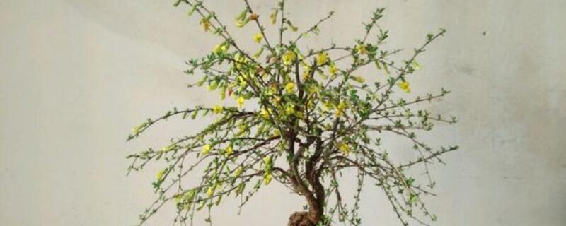 黄金雀盆景养护方法